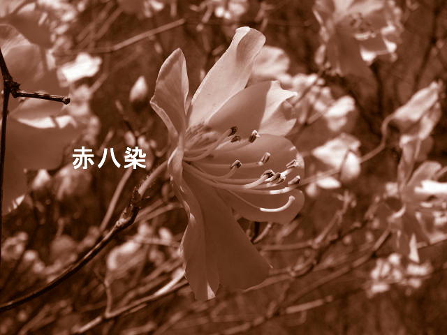 f0099535_18483216.jpg