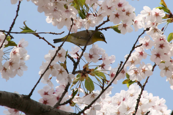 近所の桜とメジロ_f0130737_06581.jpg