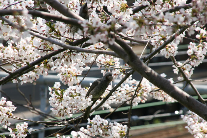 近所の桜とメジロ_f0130737_1295310.jpg