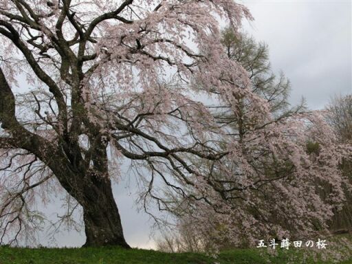 「うつくしま福島」の一本桜_f0089349_8253611.jpg