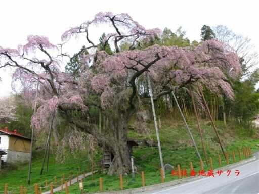 「うつくしま福島」の一本桜_f0089349_8271388.jpg