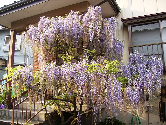 藤棚_a0084753_1715325.jpg