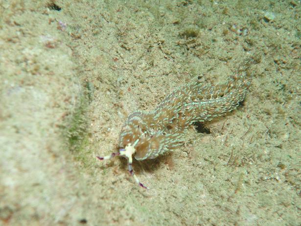 ５月０６日(土) 沖縄本島_c0020054_23385454.jpg