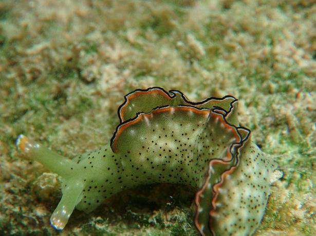 ５月０６日(土) 沖縄本島_c0020054_23393959.jpg