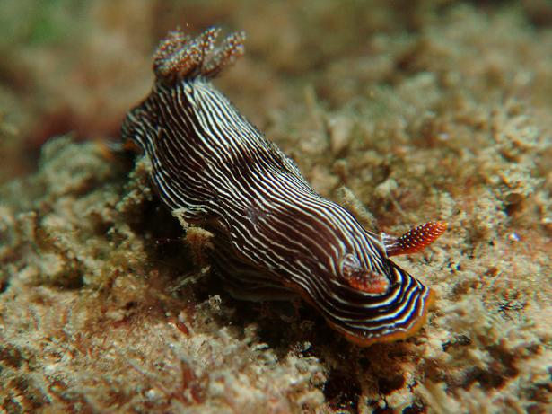 ５月０６日(土) 沖縄本島_c0020054_23403390.jpg