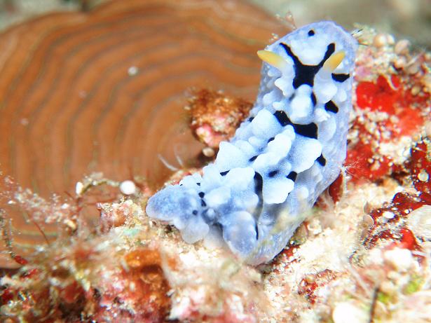 ５月０５日(土) 沖縄本島_c0020054_655583.jpg