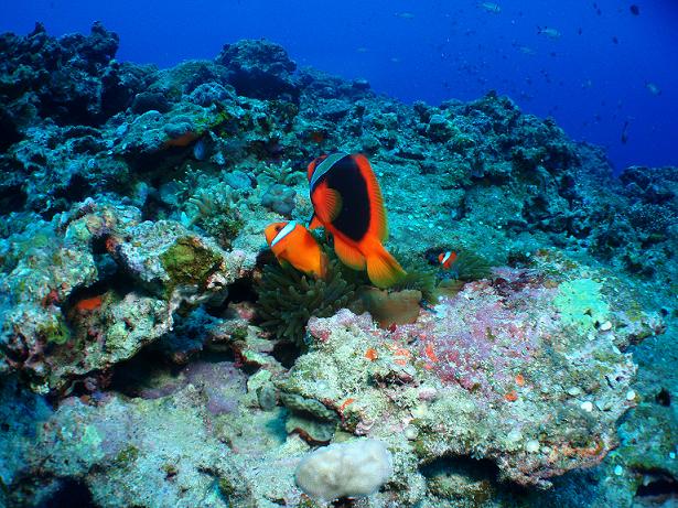 ５月０５日(土) 沖縄本島_c0020054_731697.jpg