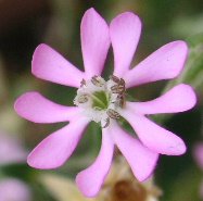 ベランダの花　～今年はじめてのバラ～_f0082855_205281.jpg