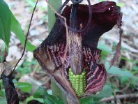 c0108460_21332411.jpg