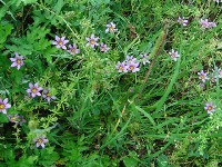 c0108460_2155554.jpg