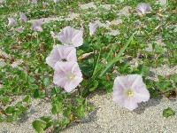 c0108460_2233886.jpg