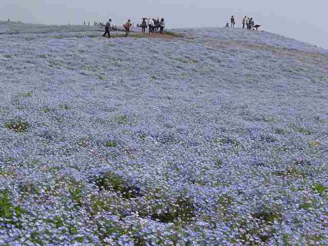 常陸花めぐりツアー行きました_d0081669_7494153.jpg