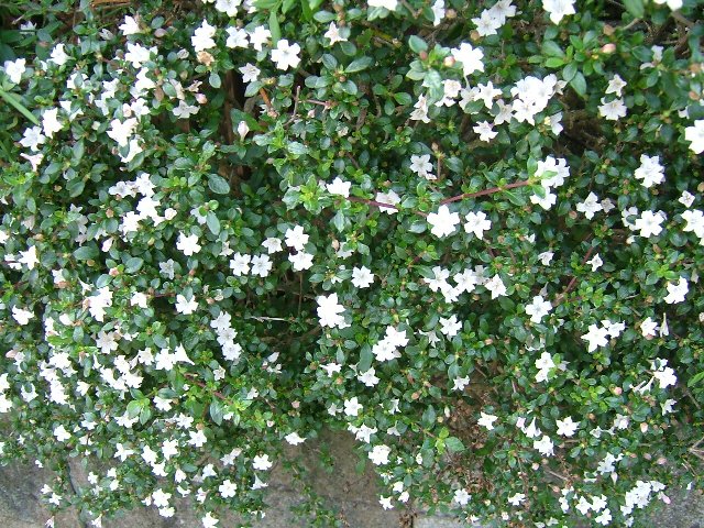 初夏の花 ぐ のお散歩記