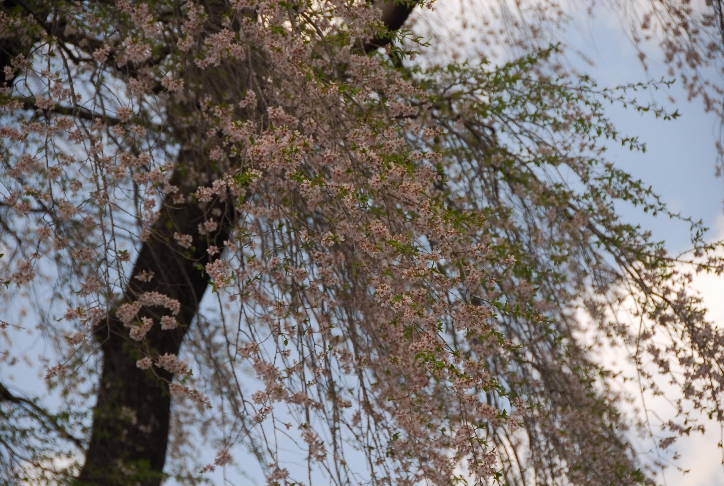 枝垂桜の巨木＠信州/旧道_d0056382_1264767.jpg