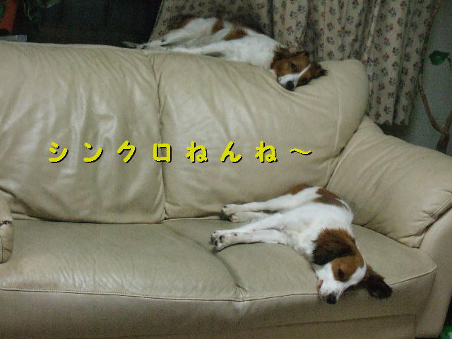 c0075585_1642244.jpg