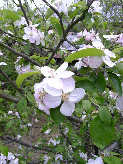 道ばたの花、お寺の花、ご近所の花_a0078986_1342717.jpg