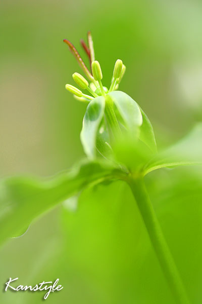 ツクバネソウ　　　Paris tetraphylla _c0038290_20574363.jpg