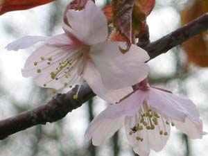 君の中に～僕の中に（桜）咲くLOVE♪_c0118928_1951259.jpg