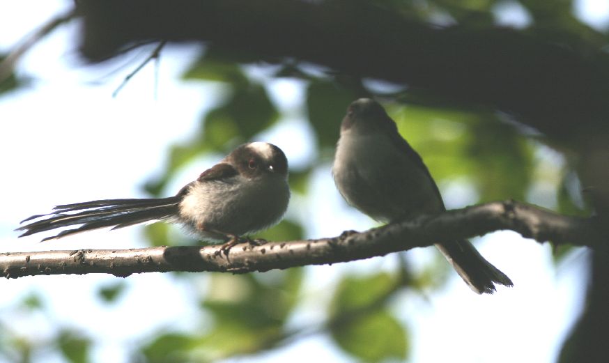 エナガの幼鳥～♪_d0107329_874852.jpg