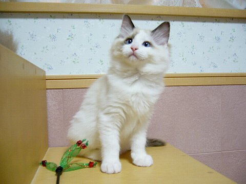 しんえもんさん ラグドールな面々 A しんえもんさん ラグドールな面々 A