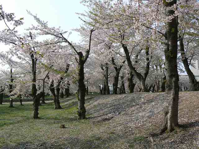 五稜郭の桜は　まだ見ごろ_f0124144_9351363.jpg