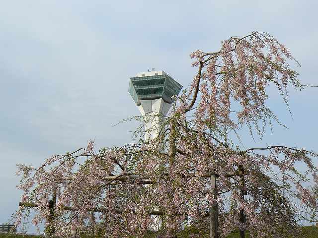 五稜郭の桜は　まだ見ごろ_f0124144_943935.jpg