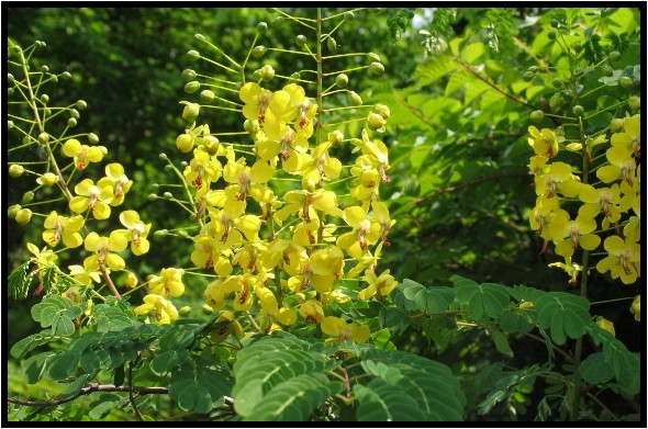 山のつる性植物_e0091347_19384329.jpg