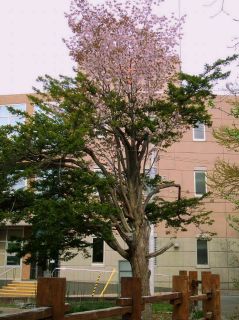 プチ桜情報 エドウィンダン記念公園 北海道を楽しもう おでかけ倶楽部 プチ桜情報 エドウィンダン記念公園 北海道を楽しもう おでかけ倶楽部