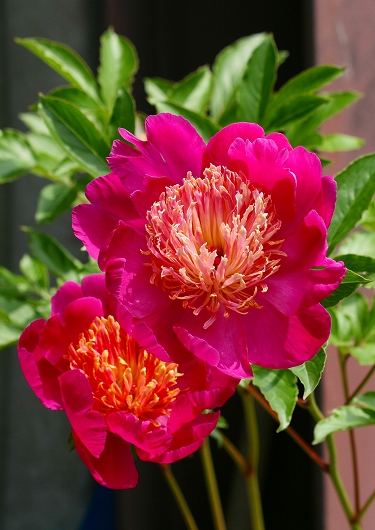 肥後芍薬 豪華な花芯自慢です 気ままにデジカメ散歩 肥後芍薬 豪華な花芯自慢です 気ままにデジカメ散歩