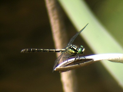 d0019074_7112733.jpg