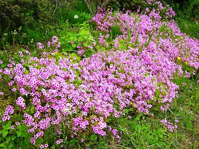 c0078480_23245931.jpg