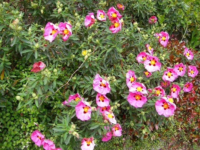 c0078480_23494576.jpg