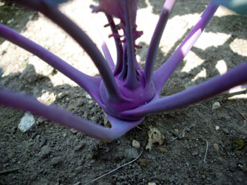 e0097534_1412331.jpg