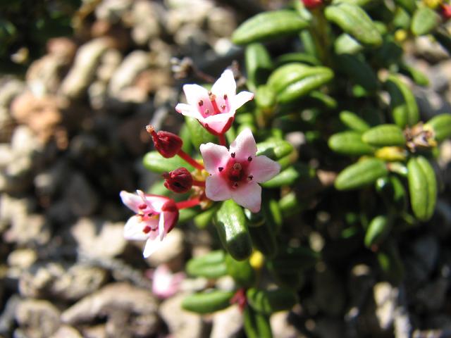 f0099535_1854269.jpg