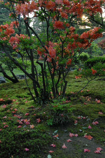 兼六園の花達_c0093046_65654.jpg