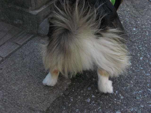 風になびくケツ毛特集_b0097747_20345426.jpg