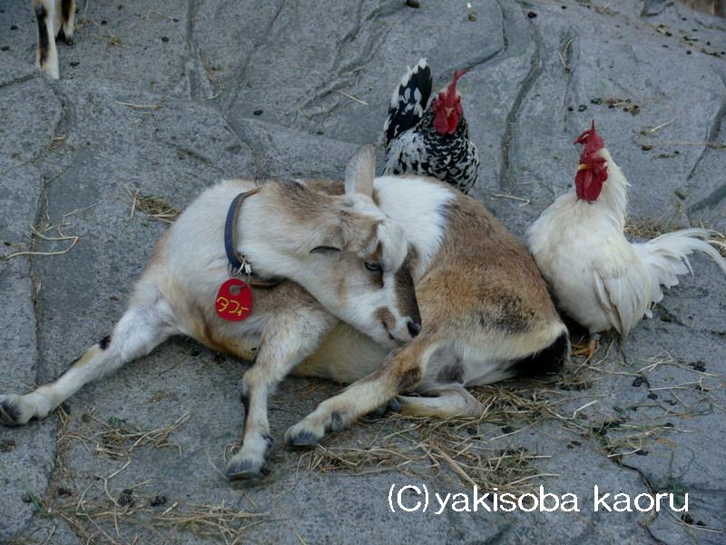 ヤギ（上野動物園）_f0097047_046756.jpg