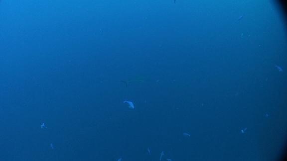 ３月５日 パラオ　２日目_c0020054_6433082.jpg