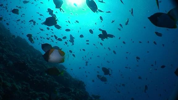 ３月５日 パラオ　２日目_c0020054_6452961.jpg