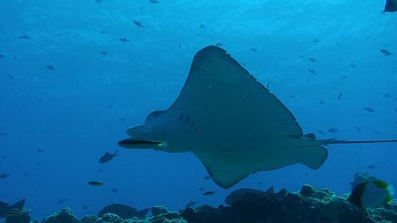 ３月５日 パラオ　２日目_c0020054_6454562.jpg