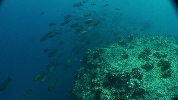 ３月５日 パラオ　２日目_c0020054_651499.jpg