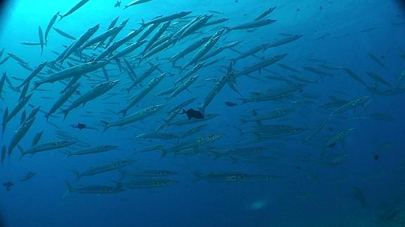 ３月５日 パラオ　２日目_c0020054_652147.jpg