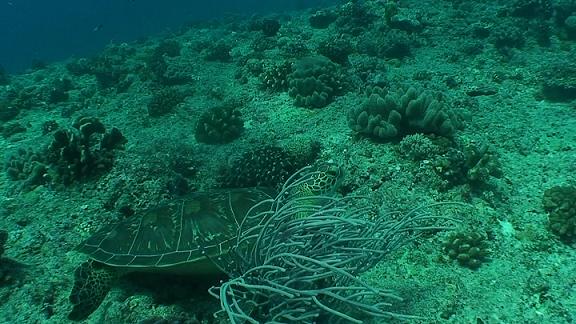 ３月５日 パラオ　２日目_c0020054_6525612.jpg