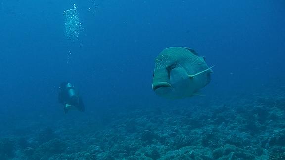 ３月５日 パラオ　２日目_c0020054_6545815.jpg