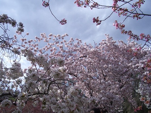 NEW YORK Sakura Matsuri_a0066258_2384131.jpg