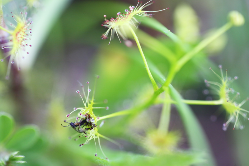 食虫植物６ですよ(-o-;_a0088571_1355477.jpg