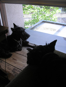 やまぼうし 2007_e0055098_14301686.jpg