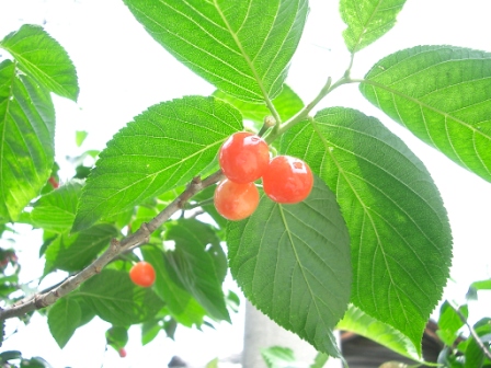 d0090300_20424713.jpg