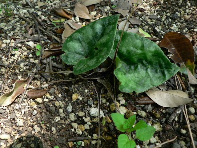 尾長寒葵（オナガカンアオイ） : 花の仲間調べ