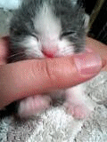 c0001339_10105662.gif